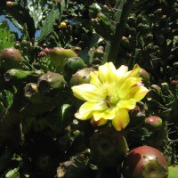 Opuntia monacantha Haw.